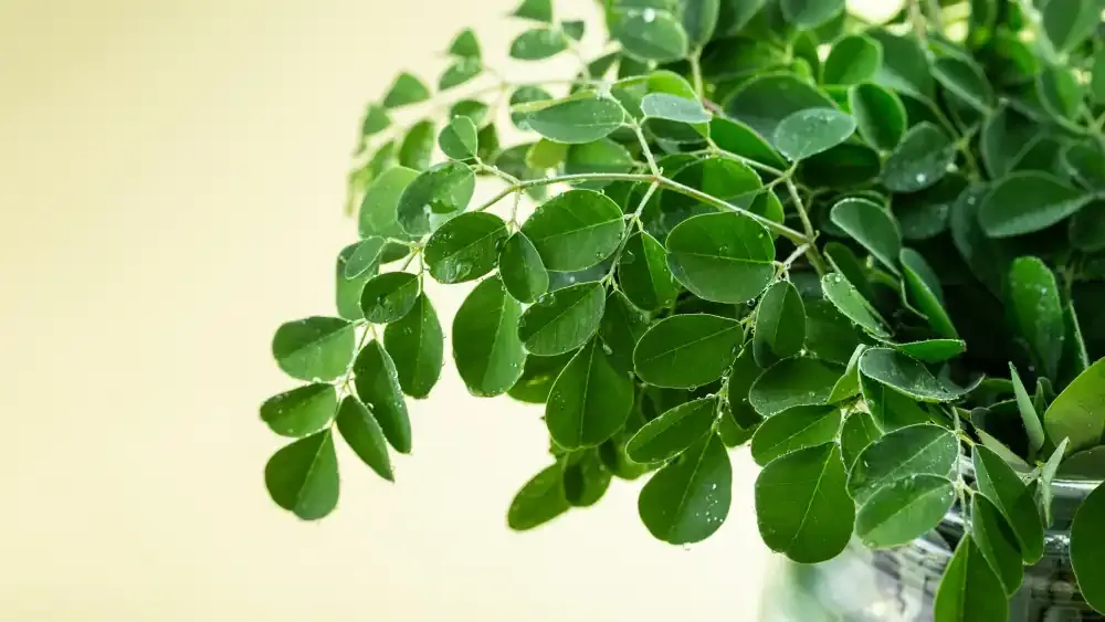 Daun Kelor